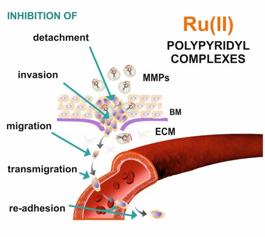 graphical abstract showing ruthenium(II) polypyridyl complexes features such as inhibition of cell detachment, invasion, migration, transmigration, re-adhesion