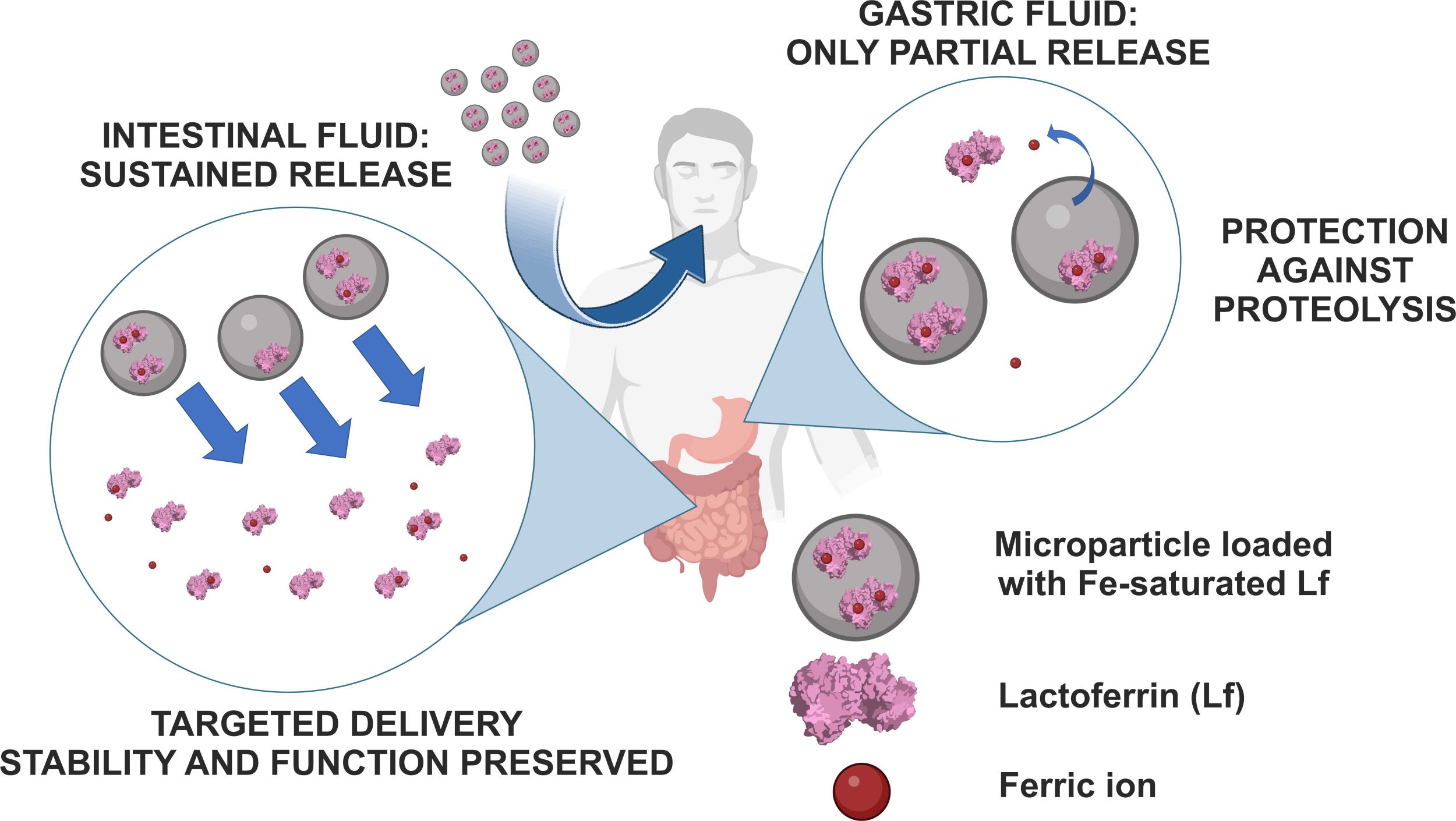 Graphic abstract showing an iron-saturated lactoferrin microparticle that protects proteins from proteolysis in gastric fluids and causes sustained protein release in intestinal fluids. This type of microparticle can be used for targeted delivery, enabling protein stability and preserving protein function.