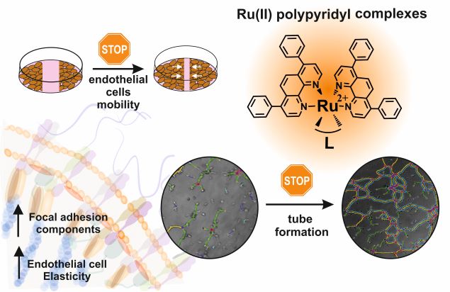graphical abstract showing inhibitory effect of ruthenium polypyridyl complexes on endothelial cell migration and tube formation as well as increase in endothelial cell elasticity and focal adhesion components