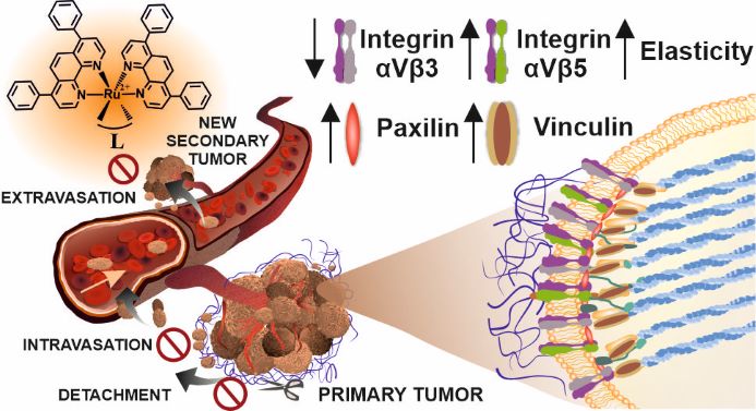 graphical abstract showing ruthenium(II) polypyridyl complexes features such as inhibition of cell detachment, intravasation and extravasation through modifying cancer cells by increasing their elasticity, production of paxillin and vinculin and influencing integrins alfa v beta 3 and alfa v beta 5