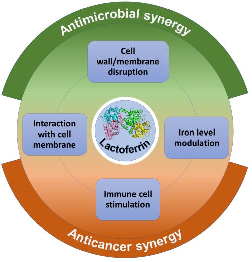 graphical abstract showing lactoferrin a potent supplement supporting antimicrobial and anticancer therapies and various mechanism contributed to its synergistic activity