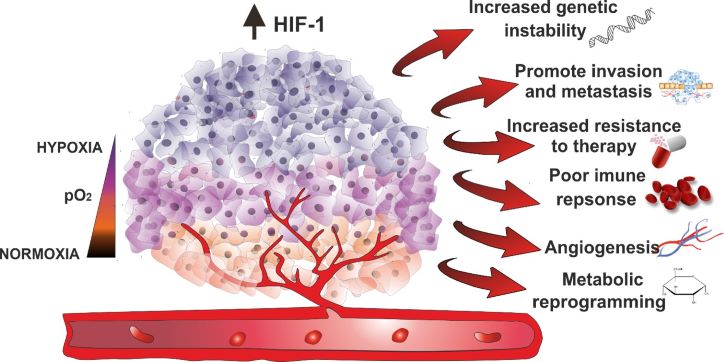 scheme of cancer cell under hypoxia and changes induced by increased level of HIF-1 such as increased genetic instability, promote invasion and metastasis, increased resistance to therapy, poor immune response, angiogenesis, metabolic reprograming