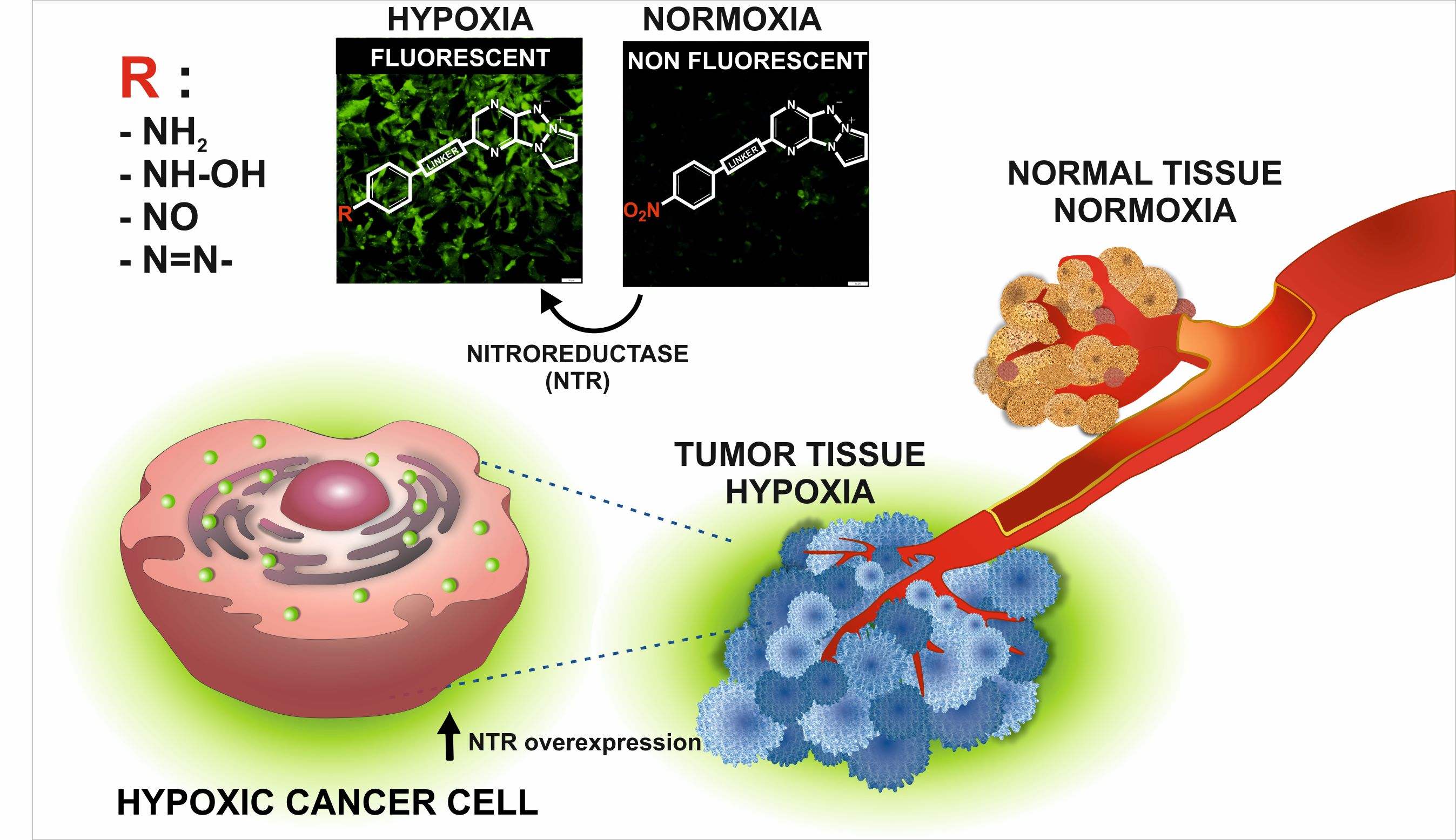 graphical abstract showing that nitroreductases can convert non-fluorescent compound into fluorescent one, which can stain cancer cells under hypoxia