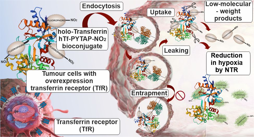 graphical abstract showing the uptake of bioconjugate of transferrin with nitro-pyrazinotriazapentalene moiety via endocytosis through overexpressed transferrin receptors on cancer cells